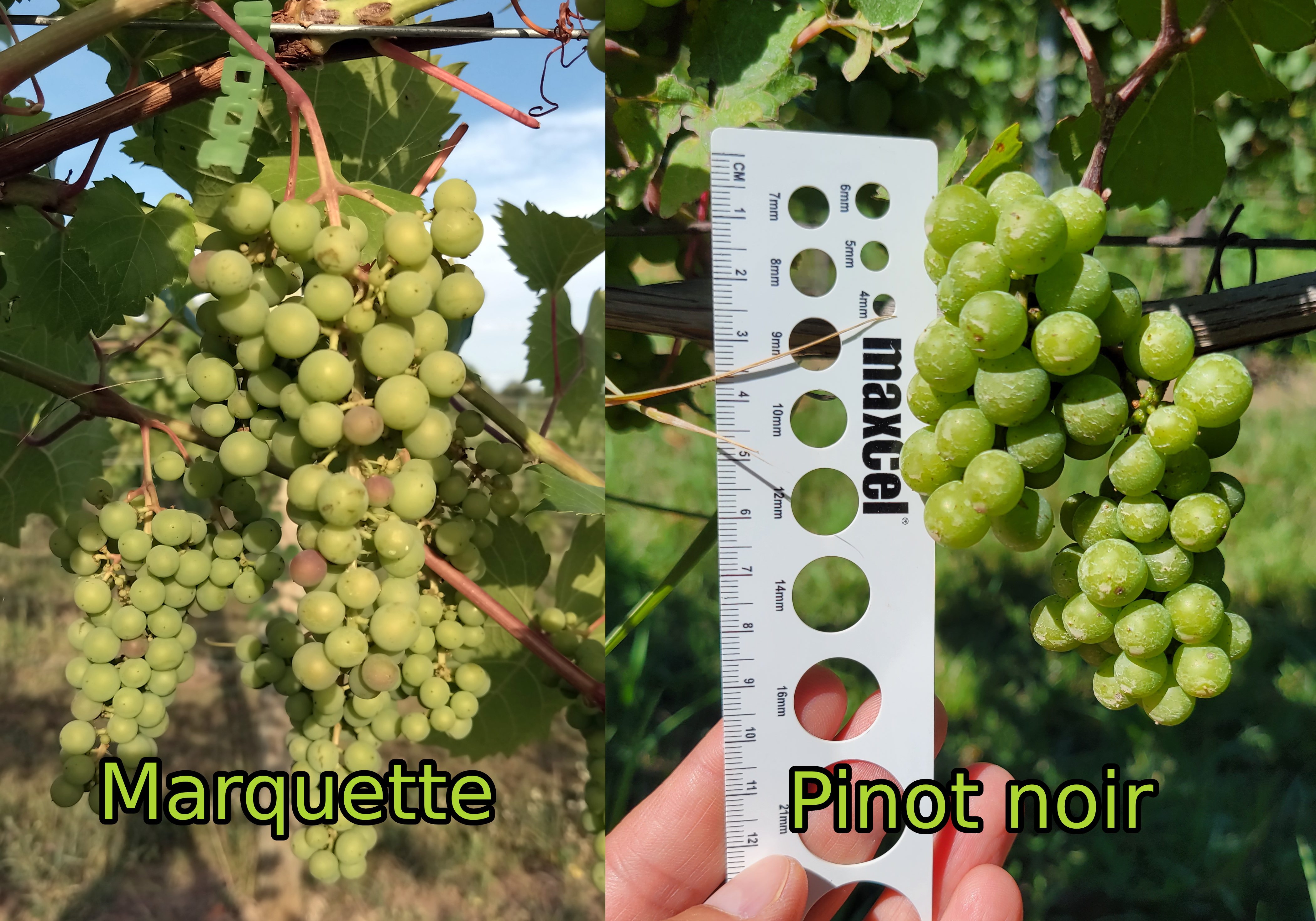 Two pictures of grapes with a ruler next to one bundle of grapes.